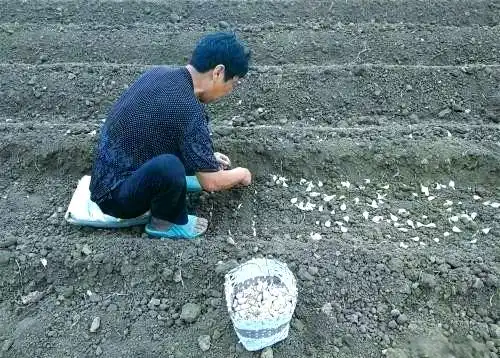 大蒜覆膜种植技术