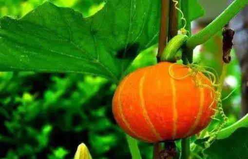 无蔓南瓜种植技术