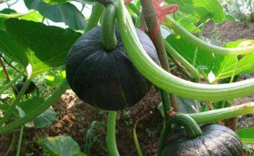 无蔓南瓜种植技术