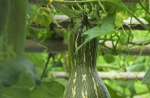 无蔓南瓜种植技术