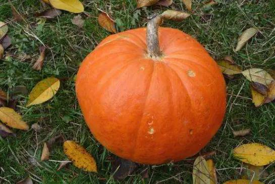 无蔓南瓜种植技术