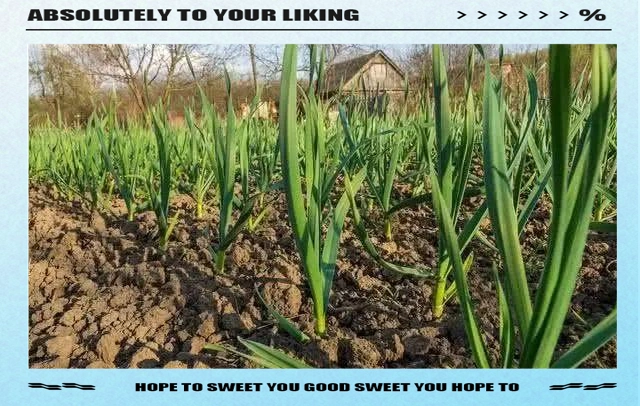 大蒜覆膜种植技术