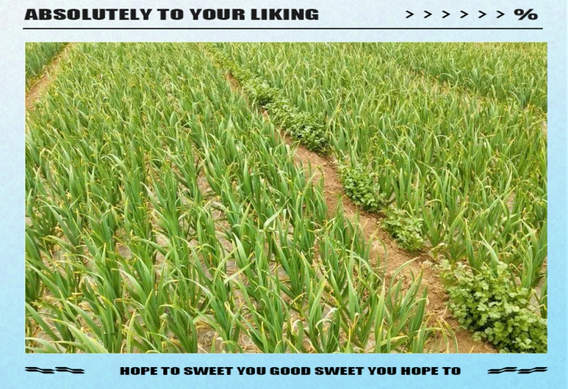 大蒜覆膜种植技术