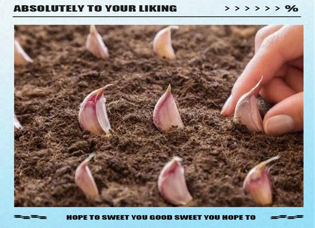 大蒜覆膜种植技术