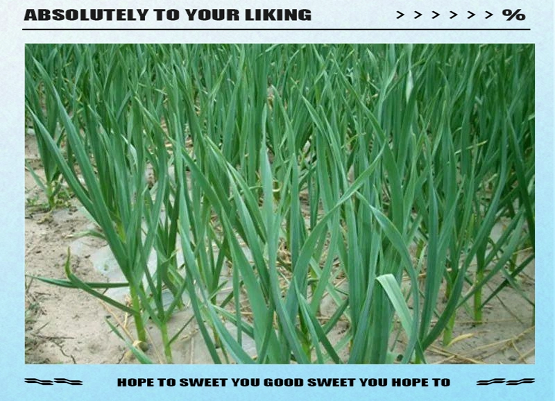 大蒜覆膜种植技术