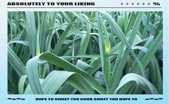 大蒜覆膜种植技术