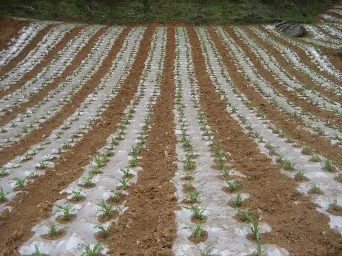 大蒜覆膜种植技术