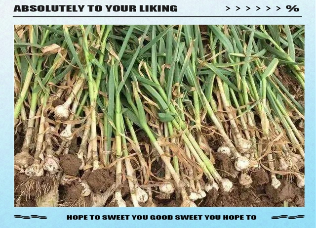 大蒜覆膜种植技术