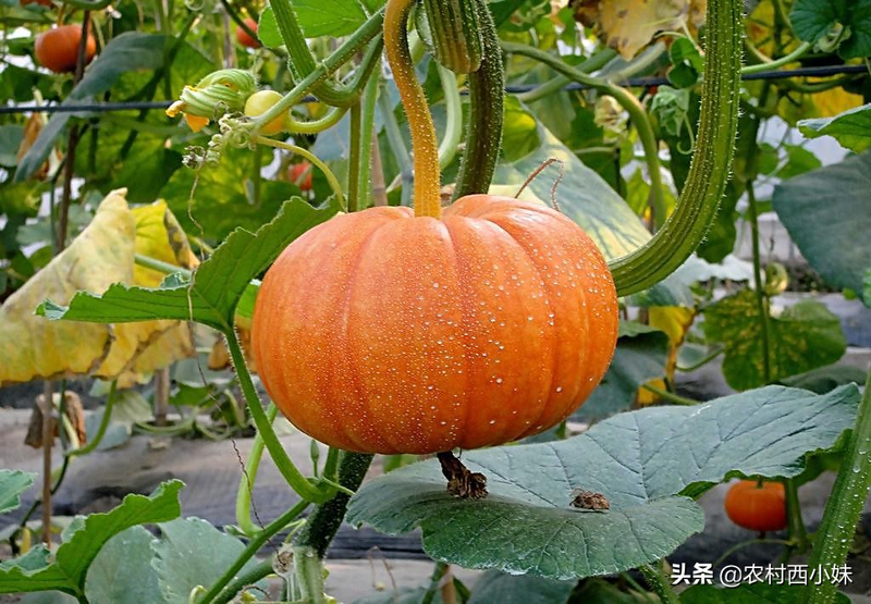 无蔓南瓜种植技术