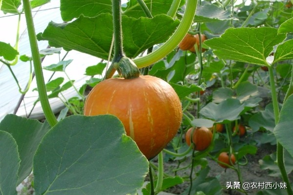 无蔓南瓜种植技术