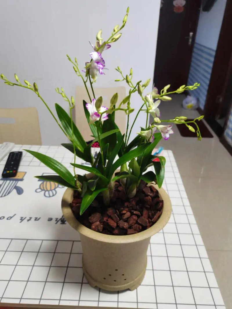 石斛盆景怎么种植方法