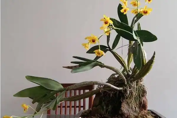 石斛盆景怎么种植方法