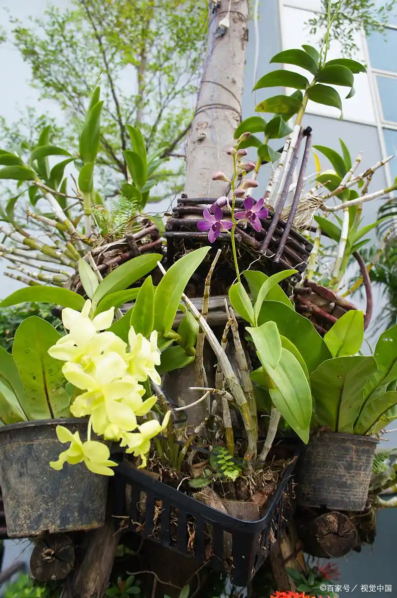 石斛盆景怎么种植方法