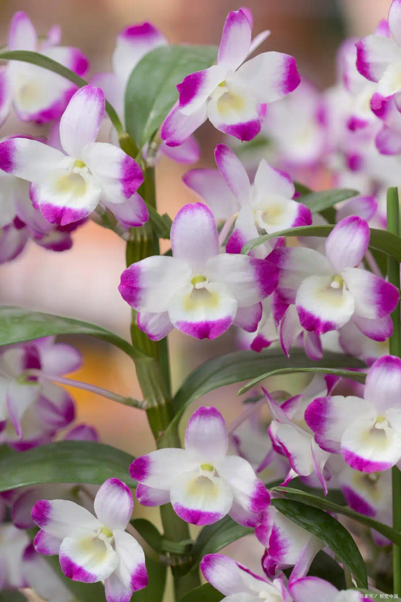 石斛盆景怎么种植方法