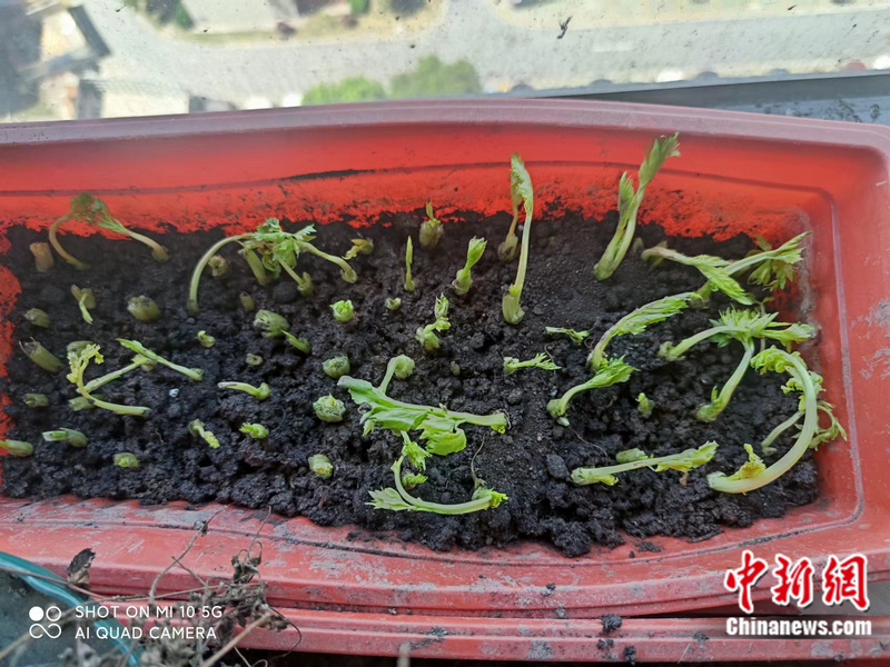 小番茄种子的种植方法