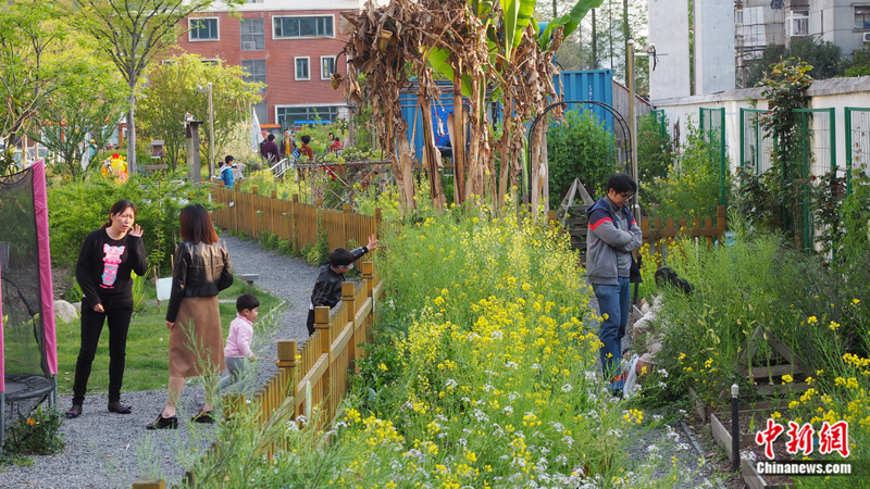 小番茄种子的种植方法