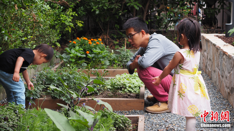 小番茄种子的种植方法