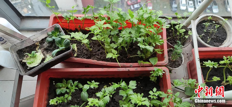小番茄种子的种植方法