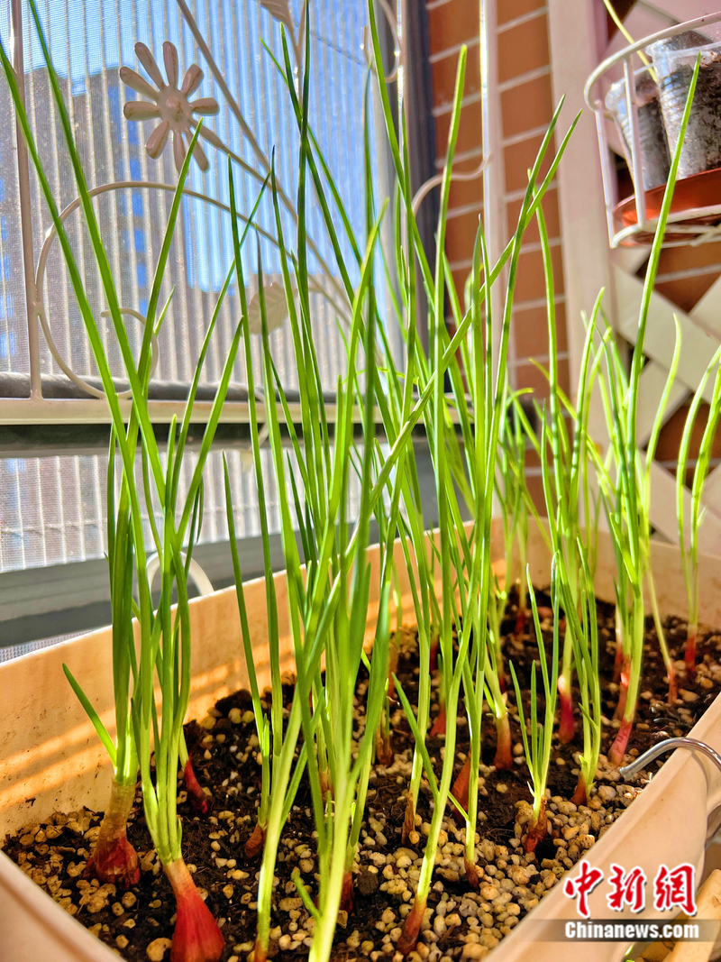 小番茄种子的种植方法