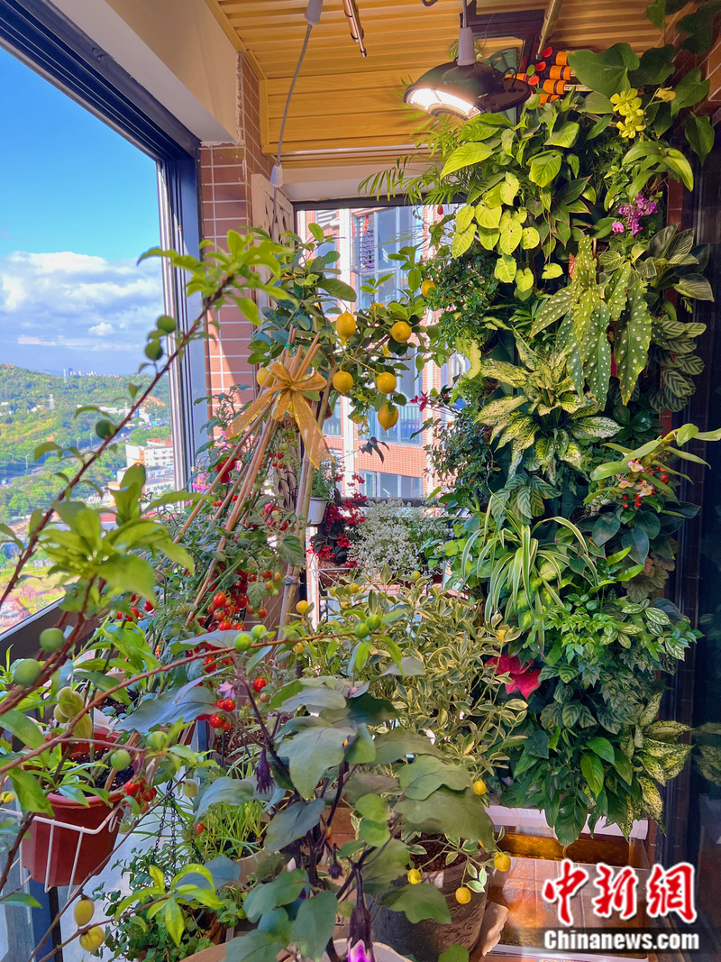 小番茄种子的种植方法