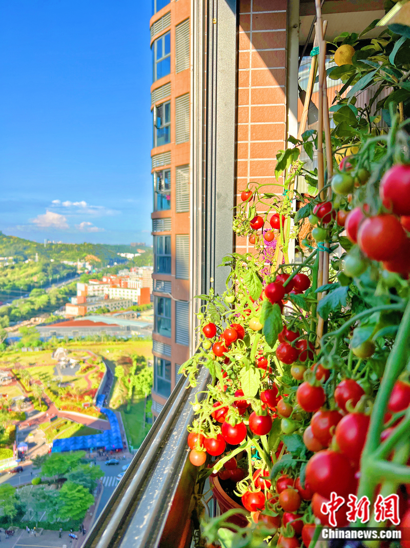 小番茄种子的种植方法