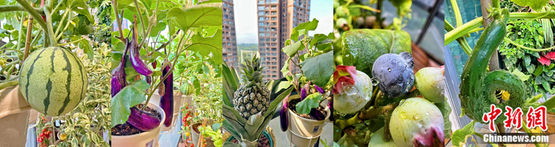 小番茄种子的种植方法