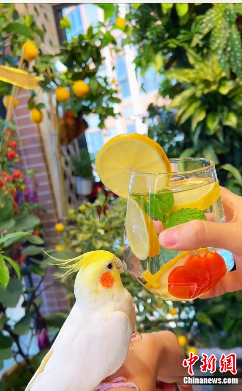 小番茄种子的种植方法