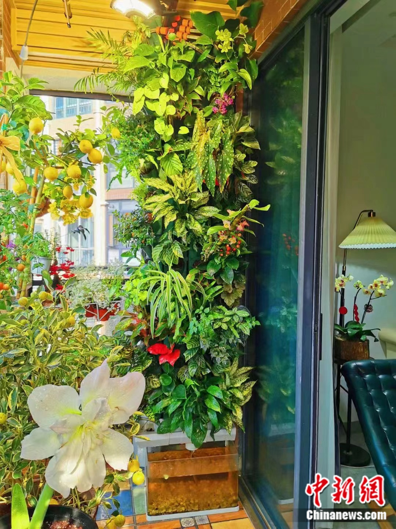 小番茄种子的种植方法