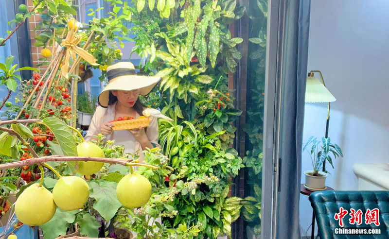 小番茄种子的种植方法