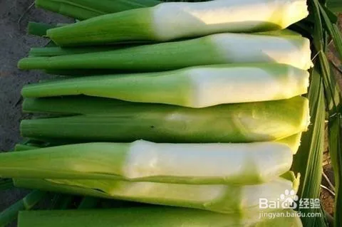 茭白种植技术视频