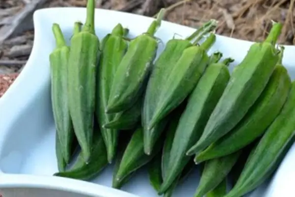 秋葵的种植方法时间