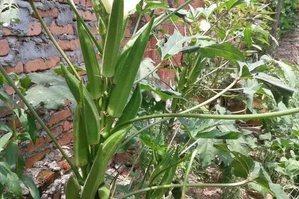 秋葵的种植方法时间