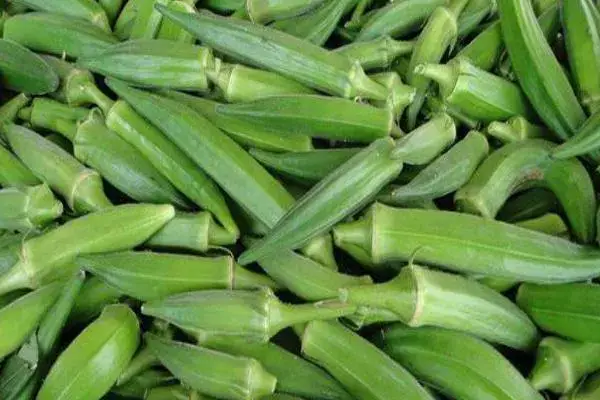 秋葵的种植方法时间