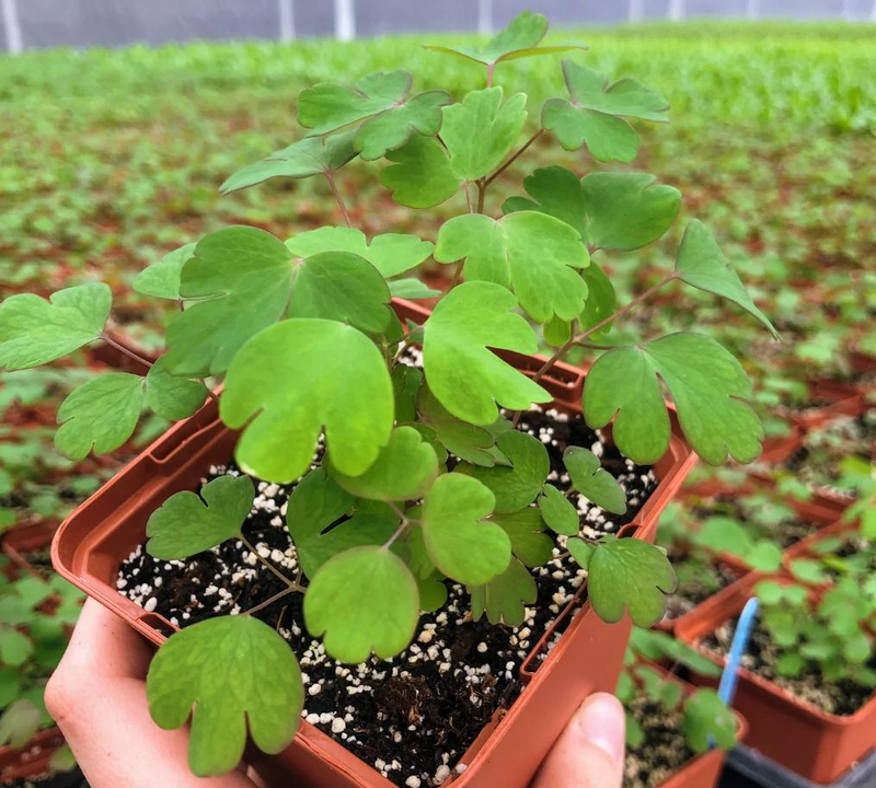 三叶草盆栽种植方法