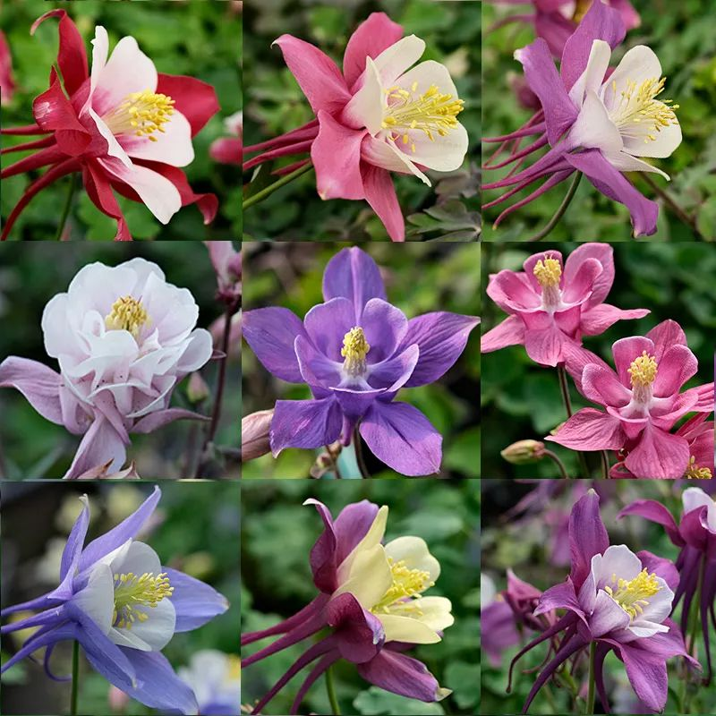 三叶草盆栽种植方法