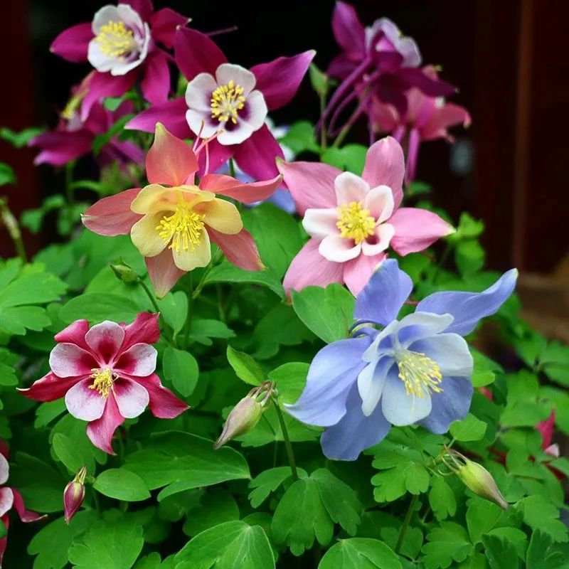 三叶草盆栽种植方法