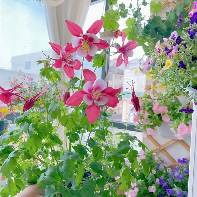 三叶草盆栽种植方法