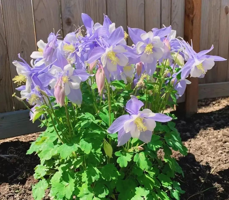 三叶草盆栽种植方法