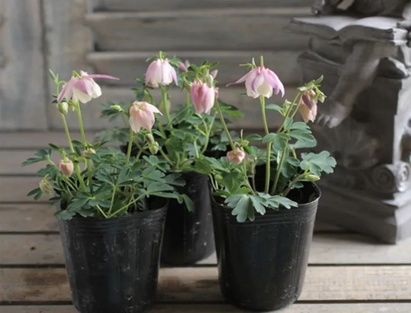 三叶草盆栽种植方法