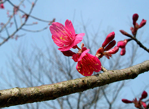 樱桃树苗的种植方法