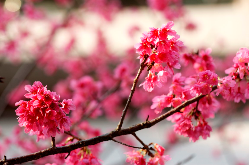 樱桃树苗的种植方法