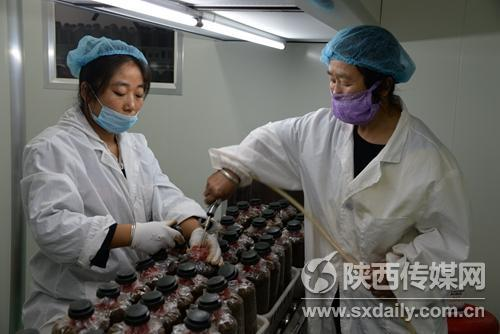 魔豆怎么种植方法