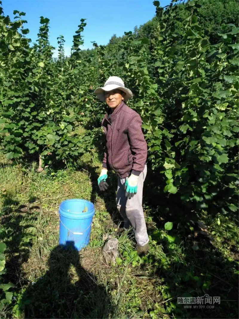 美国大榛子 种植技术