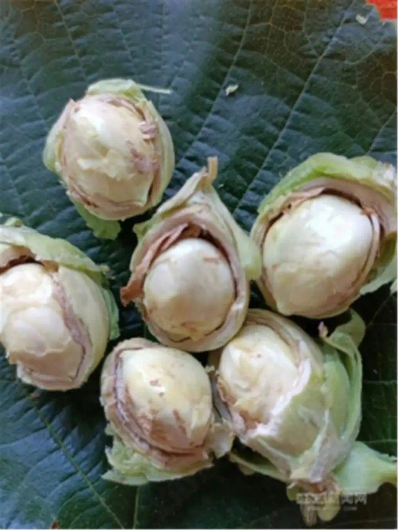 美国大榛子 种植技术