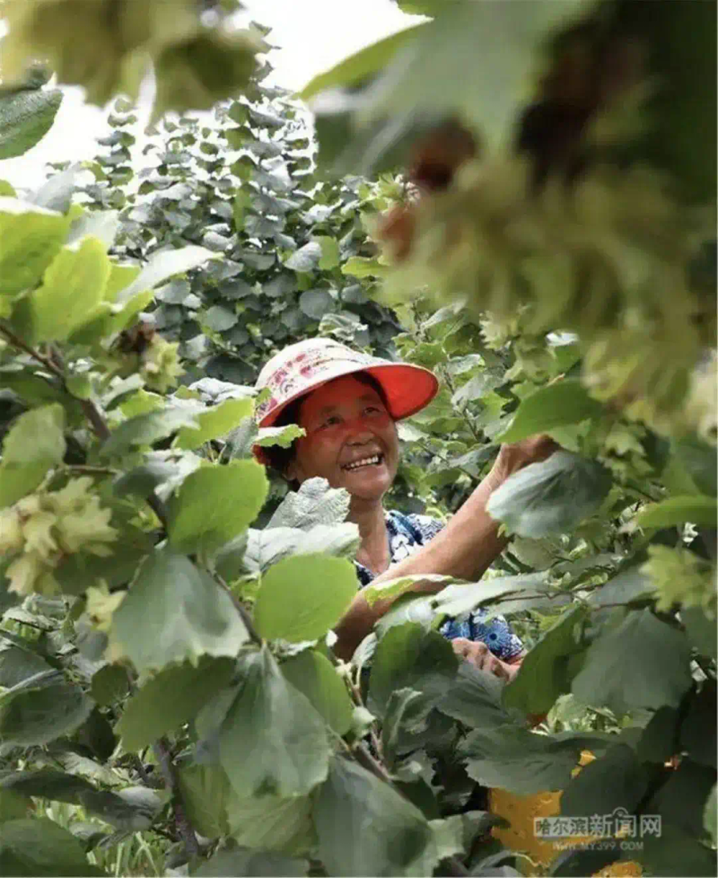 美国大榛子 种植技术