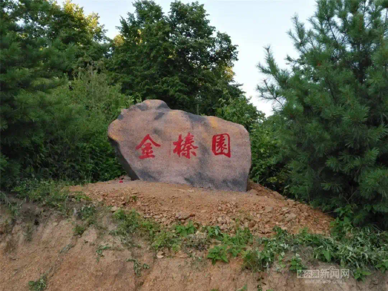 美国大榛子 种植技术