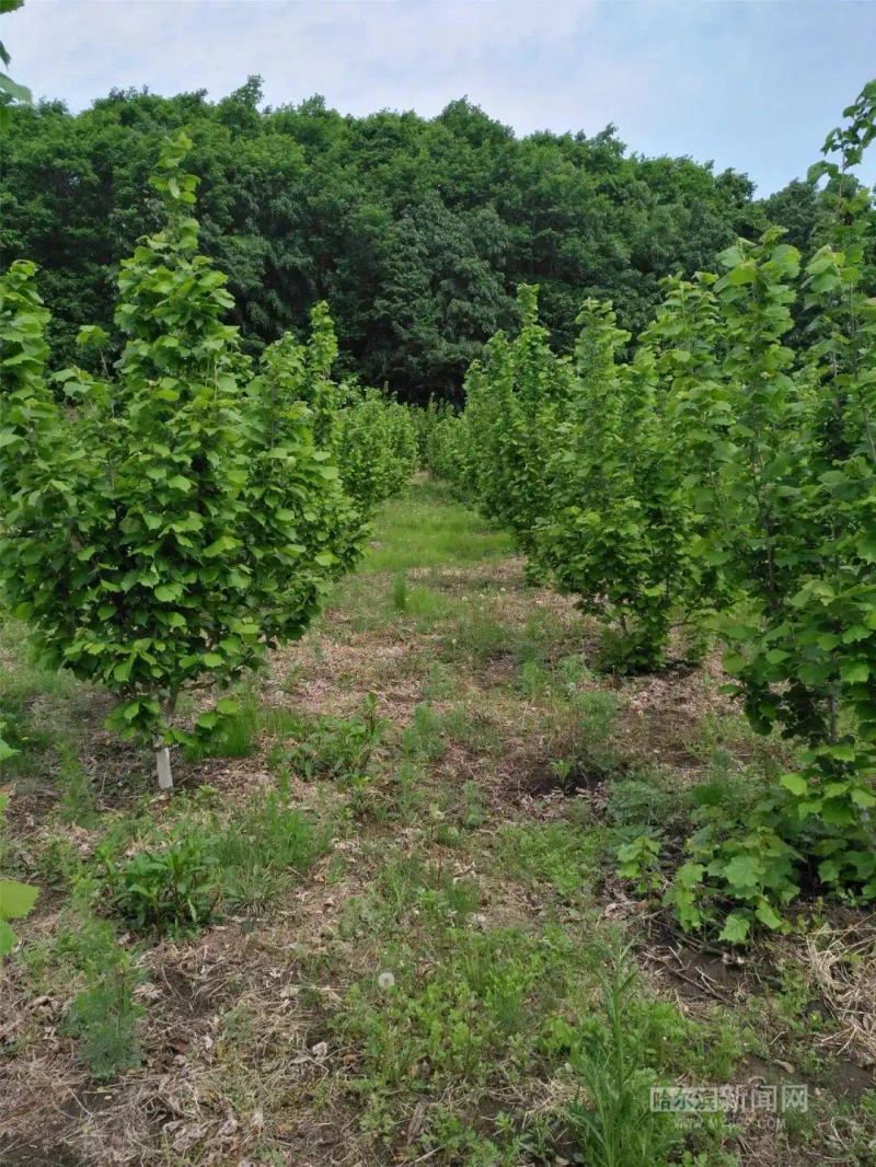 美国大榛子 种植技术