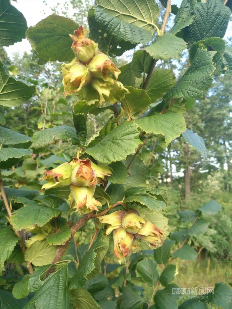 美国大榛子 种植技术