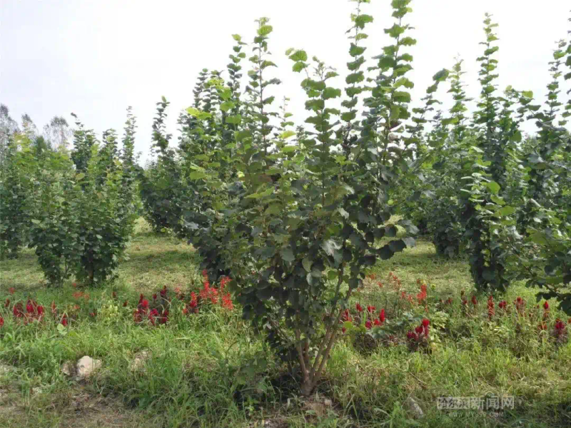 美国大榛子 种植技术
