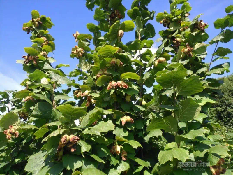美国大榛子 种植技术